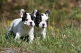 BOULEDOGUE FRANCAIS 415